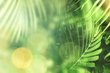 Wall Mural - fresh fam palm patterned background