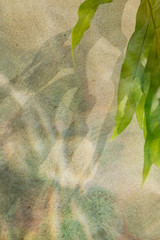 Wall Mural - tropical leaves on a concrete wall background