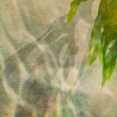 Wall Mural - tropical leaves on a concrete wall background