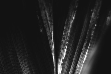 Wall Mural - foliage line art of cordyline leaf macro background
