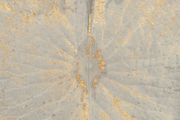 Wall Mural - gold glitter on water lily leaf macro background