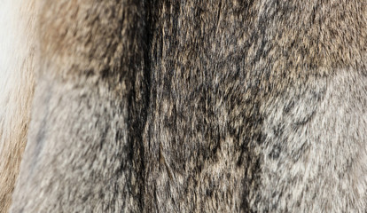 Wall Mural - Animal fur as an abstract background.