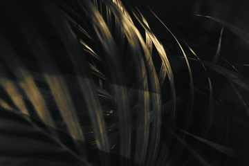 Wall Mural - sunlight on a palm leaf background