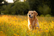 Golden Retriever in the field with yellow flowers. Beautiful dog with black eye Susans blooming. Retriever at sunset in a field of flowers and golden light. 