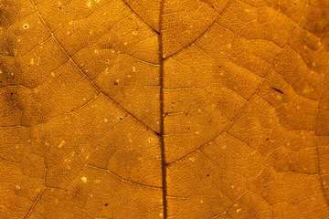 Wall Mural - Star gooseberry leaf texture macro background