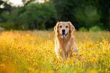 Golden Retriever In The Field With Yellow Flowers. Beautiful Dog With Black Eye Susans Blooming. Retriever At Sunset In A Field Of Flowers And Golden Light. 