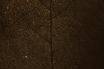 Wall Mural - Dark brown leaf pattern textured backdrop