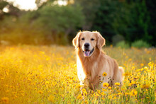Golden Retriever In The Field With Yellow Flowers. Beautiful Dog With Black Eye Susans Blooming. Retriever At Sunset In A Field Of Flowers And Golden Light. 