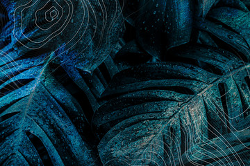 Wall Mural - dark blue monstera leaf background illustration
