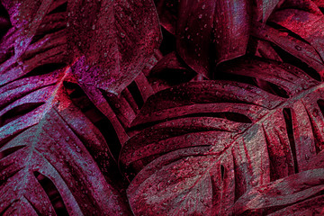Wall Mural - dark red monstera leaf background illustration
