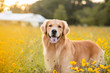Golden Retriever dog enjoying outdoors in the field with yellow flowers. Beautiful dog with black eye Susans blooming. Retriever at sunset in a field of flowers and golden light. 