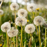 Fototapeta Dmuchawce - Dandelion heads