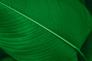 Wall Mural - calathea lutea leaf macro shot background