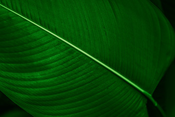 Wall Mural - Calathea Lutea leaf macro shot background