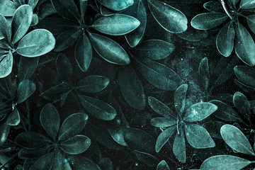 Wall Mural - fresh natural green schefflera arboricola background