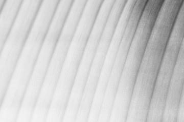 Wall Mural - gray banana leaf patterned background