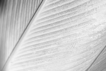 Wall Mural - gray calathea lutea leaf patterned background