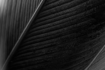 Wall Mural - black calathea lutea leaf patterned background
