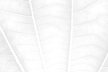 Wall Mural - Leaf vein macro shot background