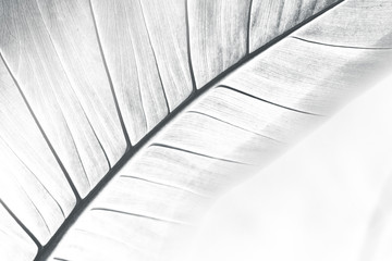 Wall Mural - abstract leaf textured background design