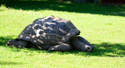 Elephant or Galapagos tortoise