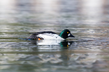 Wall Mural - side view mirrored male goldeneye duck (bucephala clangula) in water