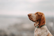 bracco italiano puppy posing outdoors in a collar