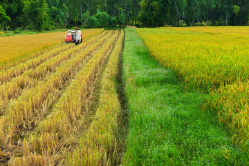 Combine harvester working on ricefield.Rice harvest