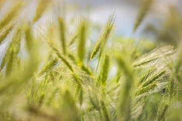 Poster - Wild cereals growing on a sunny village field