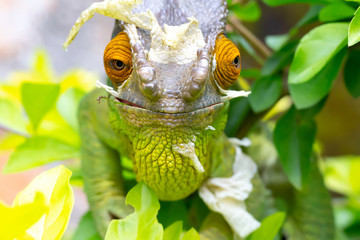 Wall Mural - Colorful chameleon on a branch in a national park on the island of Madagascar