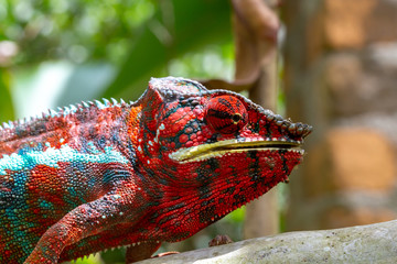 Wall Mural - Colorful chameleon on a branch in a national park on the island of Madagascar