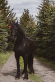 Fototapeta Konie - horse