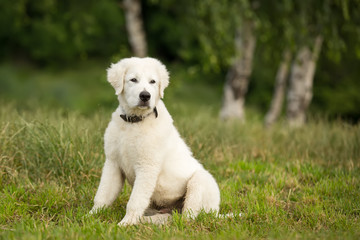 Wall Mural - Maremma Sheepdog or Maremmano Abruzzese Sheepdog adult dog puppy outdoor in summer nature