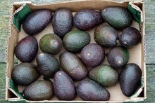 High Angle View Of Fresh Organic Avocados In Cardboard Box On Table