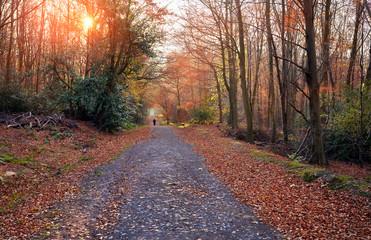 Poster - sunset in a forest in autumn with golden brown leaves covering a woodland trail in the uk.