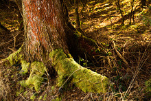 Roots Of A Tree In The Forest Covered With Moss.