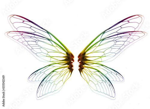 Cuadros en Lienzo Insect cicada wing isolated on white background