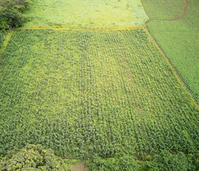 Poster - Plantation of growing soy plant