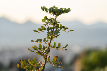 Wild plants and flowers in spring