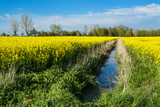 Fototapeta Do pokoju - Yellow rape field and drainage ditch. Beautiful rural landscape in Poland
