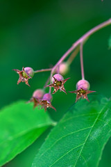 Canvas Print - Unripened fruits of the Juneberry (Amelanchier lamarckii) / Unreife Früchte der Kupfer-Felsenbirne (Amelanchier lamarckii)