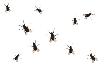 Flies isolated on white background, abstract pattern with fly. Black fly silhouette on white.