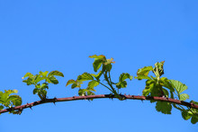A Thorny Bramble Stem, Rubus Fruticosus, With Fresh Green Leaves Isolated Against A Clear Blue Sky In The Spring Sunshine.