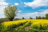 Fototapeta Niebo - Yellow rapeseed field and green trees. Beautiful landscape in Poland