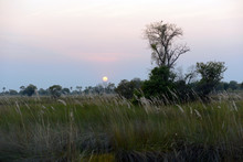 Okavango Delta , Botswana