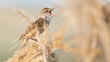 Great Reed Warbler. Singing bird in the habitat. Acrocephalus arundinaceus