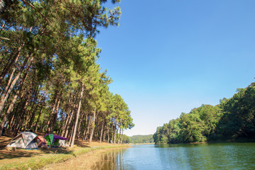 Landscape photo of Pangung with pine tree tall and lake or pond water in Maehongson , Thailand. Asia.