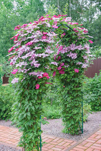 Arch With Pink And Burgundy Clematis.Soft Focus.vertical Photo Format.Concept Of The Choice,combination Of Climbing Plants And Landscape Design For Gardens, Parks