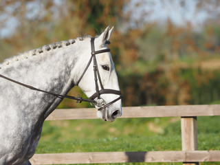 Grey Horse In Bridle