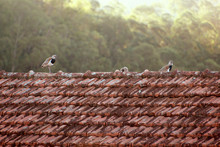 Birds Perching On Roof